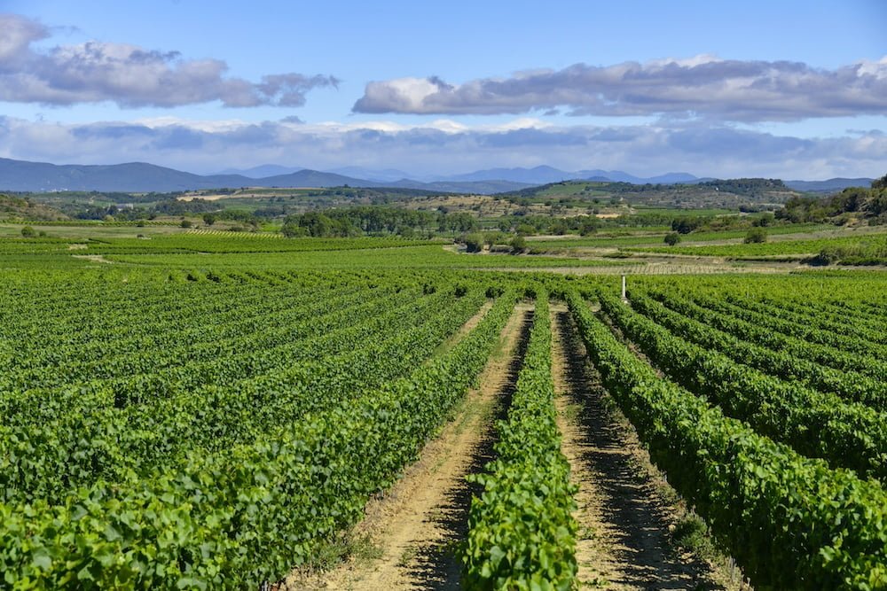 Des vins du soleil
