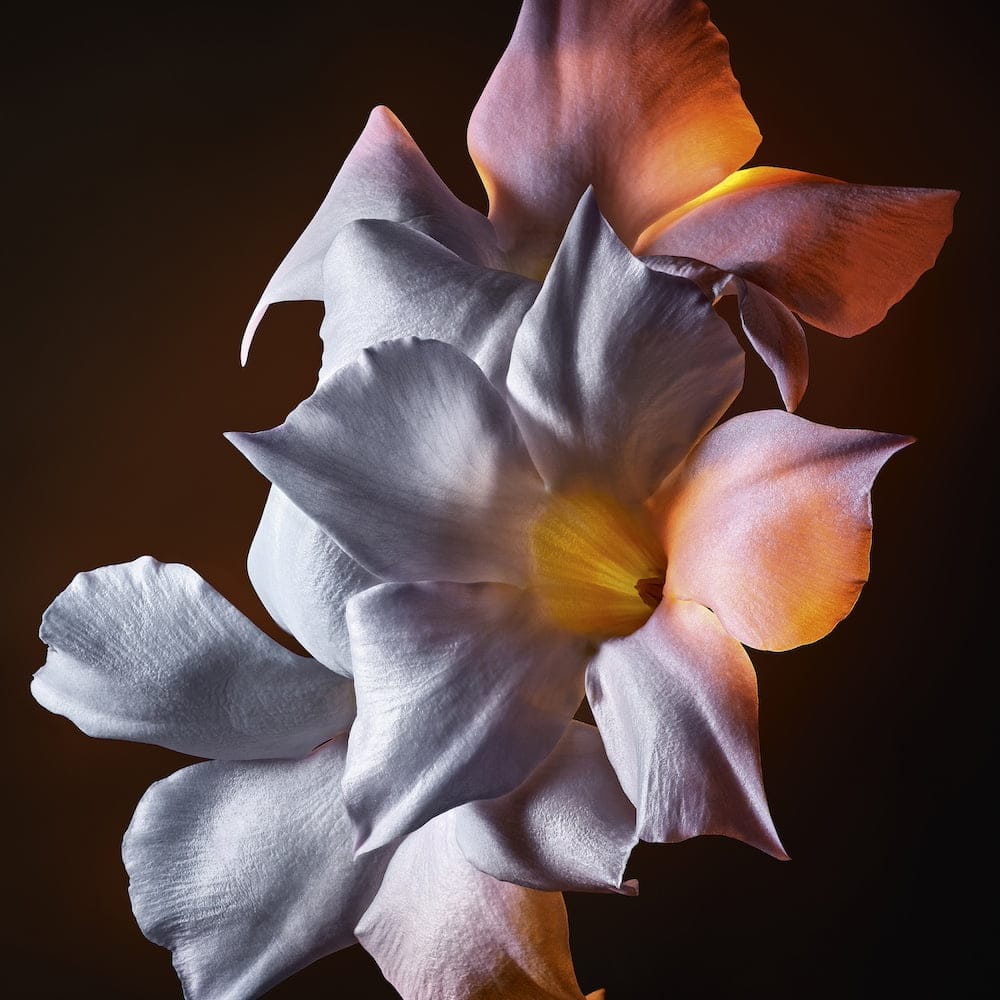 Le lys du désert, fleur de la liberté