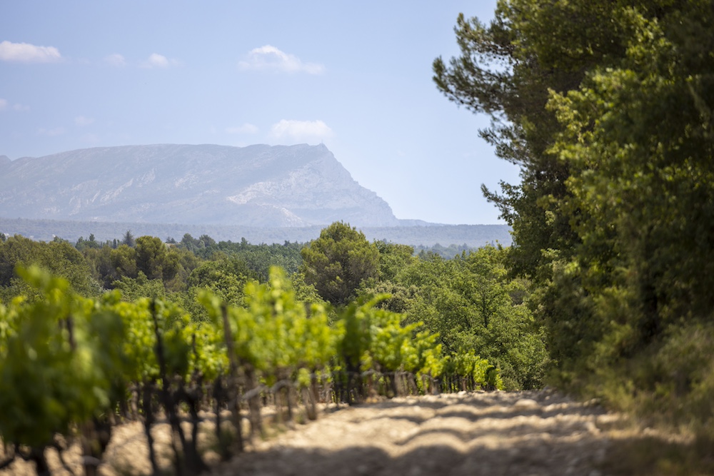 120 hectares de Vignes au domaine de Bargemone